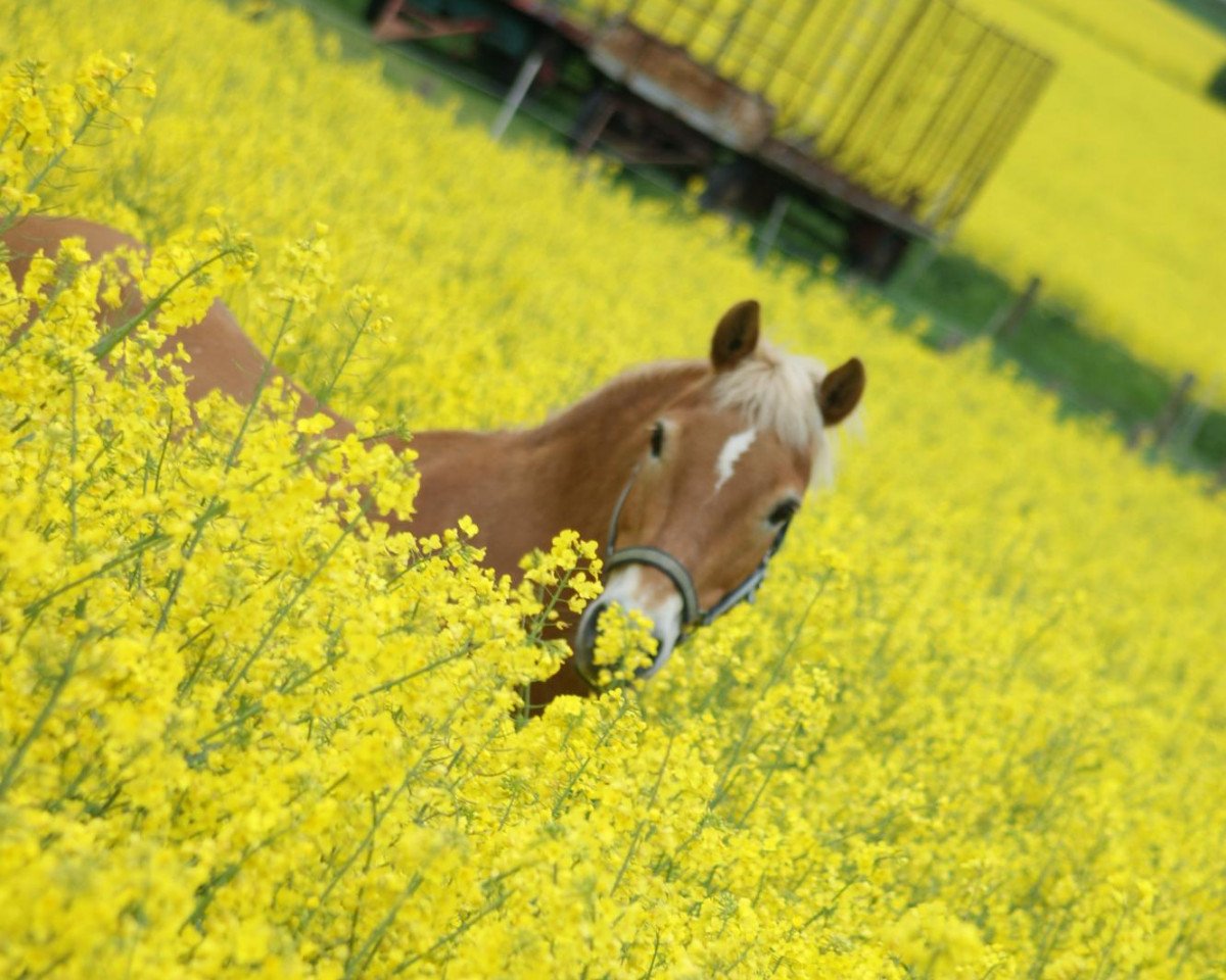 horse Burby 9 (Haflinger, 1990)