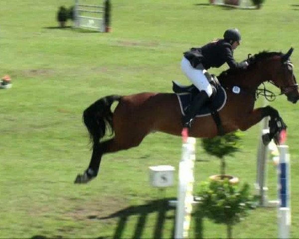 jumper Saphir 312 (Brandenburg, 1999, from San Juan)