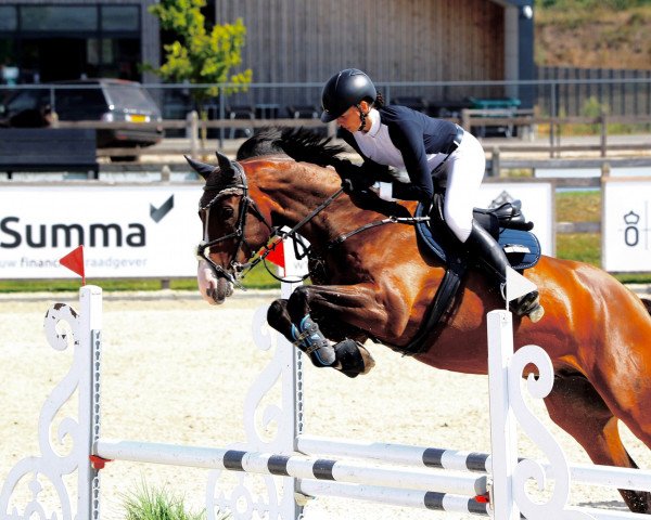 jumper Lifedream (Westphalian, 2016, from Lavagon)