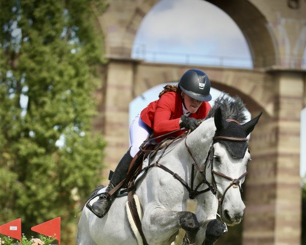 Springpferd Damasko (Selle Français, 2013, von Adorado)