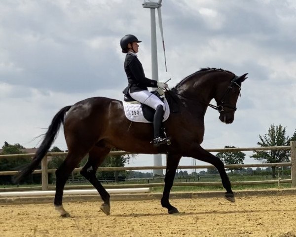 Dressurpferd Vegas 53 (Rheinländer, 2012, von Vitalis)