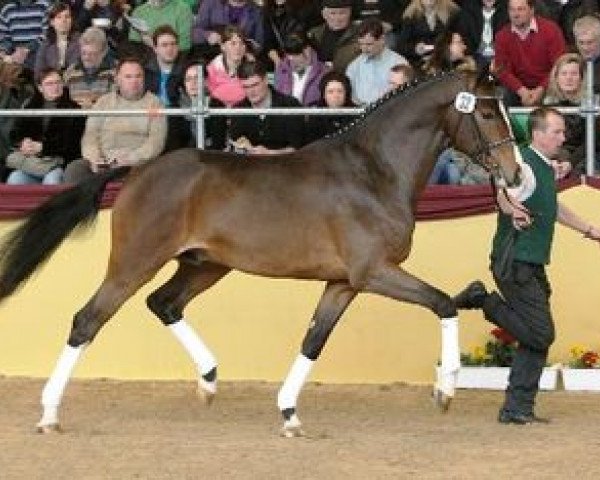 stallion La Bostello (German Sport Horse, 2008, from Lancelot Quainton) stallion La Bostello (German Sport Horse, 2008, from Lancelot Quainton)