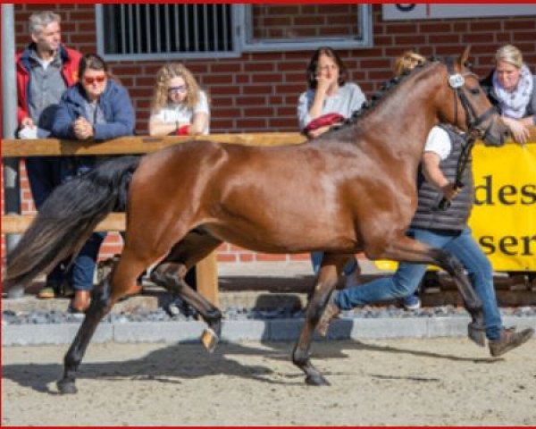 horse Casu (German Riding Pony, 2020, from Calido G)