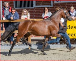 horse Casu (German Riding Pony, 2020, from Calido G)