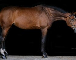 jumper Felicia 101 (KWPN (Royal Dutch Sporthorse), 2010, from Indoctro)