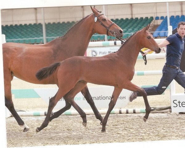 horse Faberge (Oldenburg, 2012, from Fürstenball)