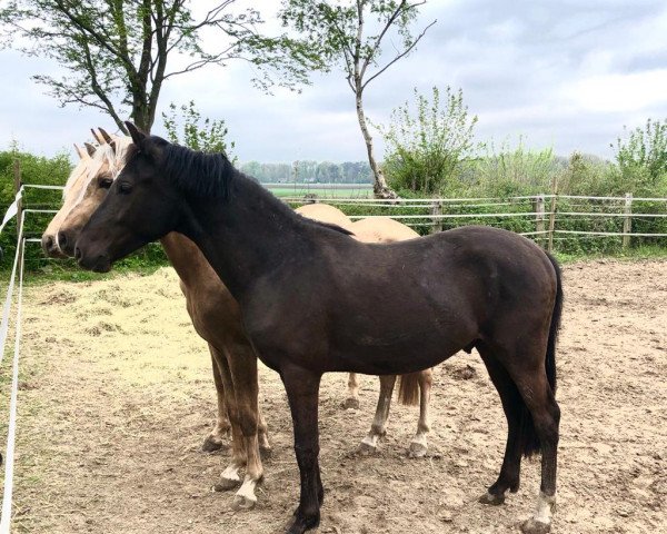 dressage horse Der Valentin PST (Westphalian, 2020, from Dating AT NRW)