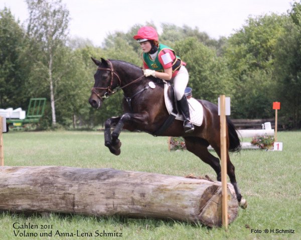Dressurpferd Volano 6 (Deutsches Reitpony, 1996, von Valido)