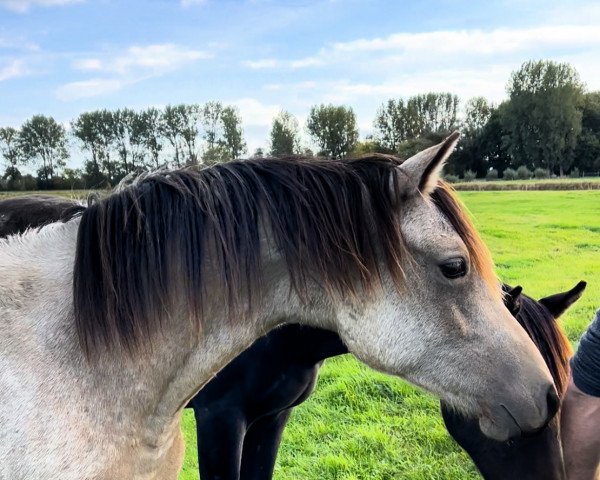 horse Ciao Cakao (German Riding Pony, 2021, from Cosmo Callidus NRW)