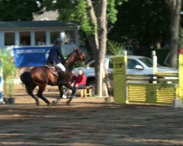 Deckhengst Cool Champ (Mecklenburger, 2006, von Coolidge 2)