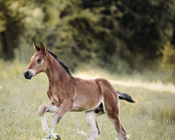 Pferd A Frenzy Of Happiness (Deutsches Sportpferd, 2022, von Acordelli)