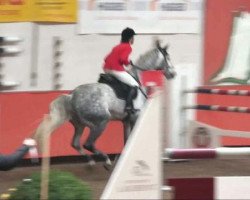Springpferd Clintetto (Holsteiner, 2002, von Clinton I)