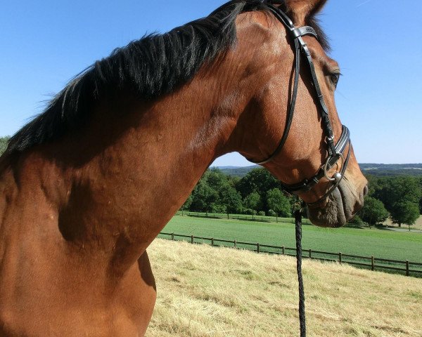 jumper Ludwig der Sonnenkönig (Hanoverian, 1998, from Lafontaine)