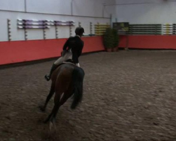 Springpferd Cocomero (Bayer, 2003, von Clooney)