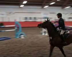 broodmare Contess 35 (Bavarian, 2004, from Landprinz)