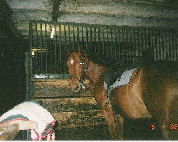 dressage horse Rossini 248 (Württemberger, 2003, from Rubin Royal OLD)