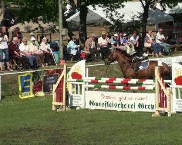 jumper Germanicus 16 (Trakehner, 2003, from Waitaki 31)