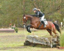 jumper Asti's Princess (Hanoverian, 2015, from Asti's Amsterdam)