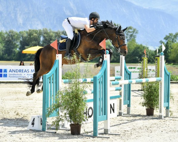 jumper Bella des Douits (Selle Français, 2011, from Jarnac)