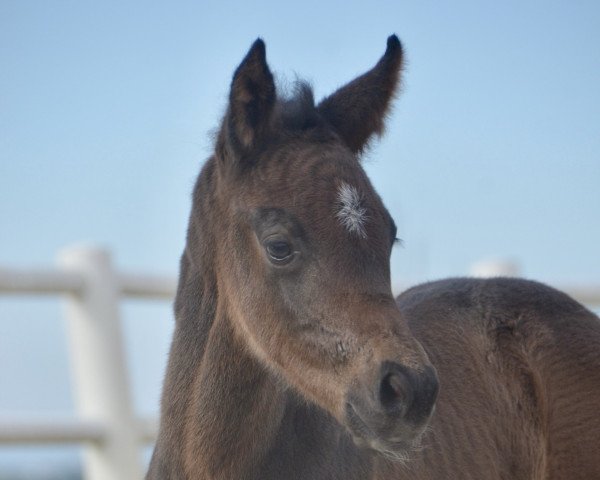 broodmare Comme la Lune BEN CH (Swiss Warmblood, 2022, from Comme Prevu)
