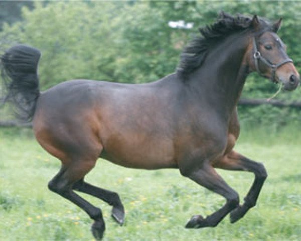 dressage horse Barclay (Trakehner,  )