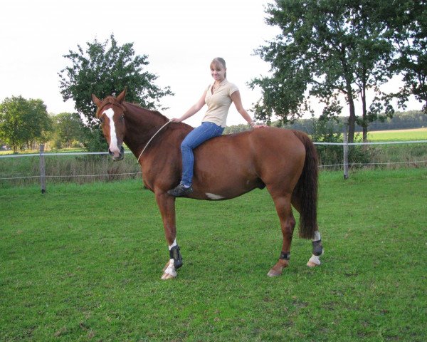 horse Jolly Jumper (Hanoverian, 1996, from Graf Sponeck)
