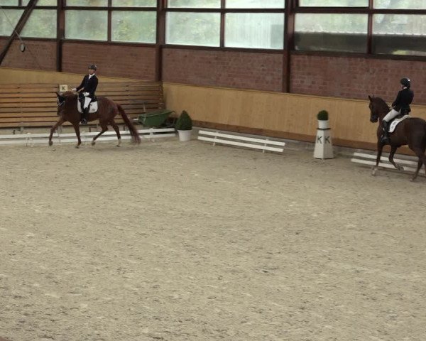 Reitturnier Hamburg-Friedrichshulde/Sylva Kuhrt 2022