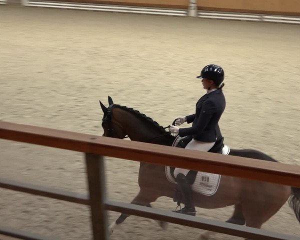 Reitturnier Hamburg-Friedrichshulde/Sylva Kuhrt 2022