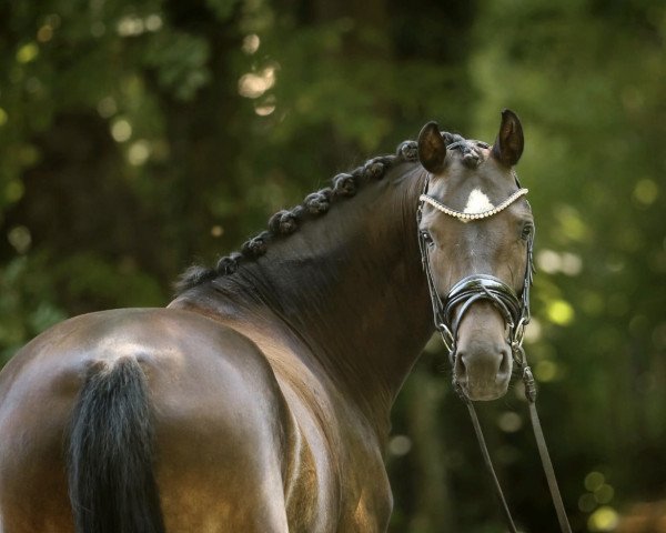 horse Show Me Happiness (German Riding Pony, 2017, from Spring Star's Spirit)
