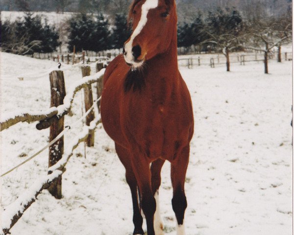 dressage horse Elfe (Arabian purebred, 1990, from Baron of Tersk ox)