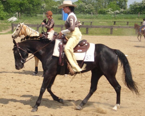 horse Special Honey Bee (Quarter Horse, 2006, from Tidys Moon Bar)