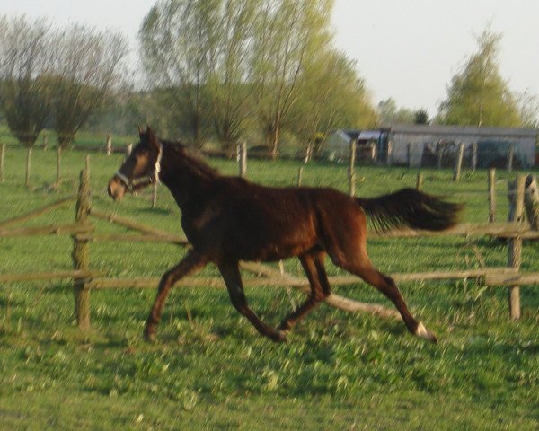 stallion GS Carthagos Way (Thoroughbred, 2009, from Carkoso)