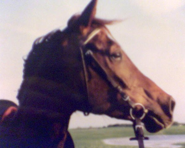 horse Narlan ox (Arabian purebred, 2000, from Messaoud 1979 ox)