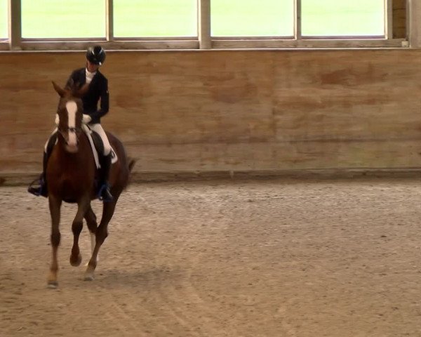Reitturnier Rüti 2022