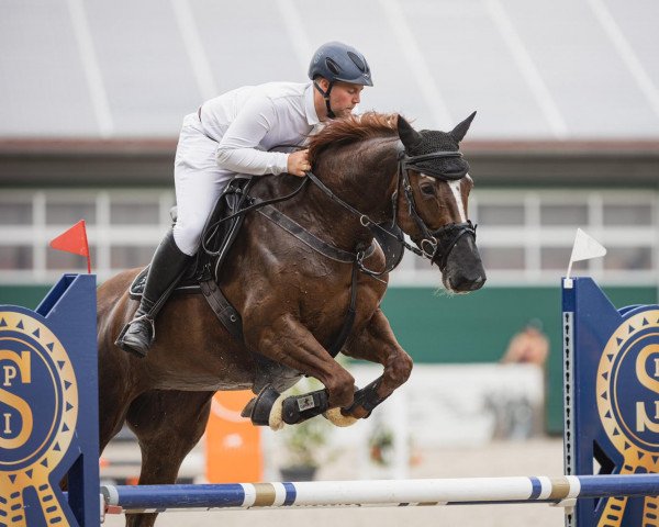 broodmare Miss Messenger S (Hanoverian, 2015, from HH Messenger)