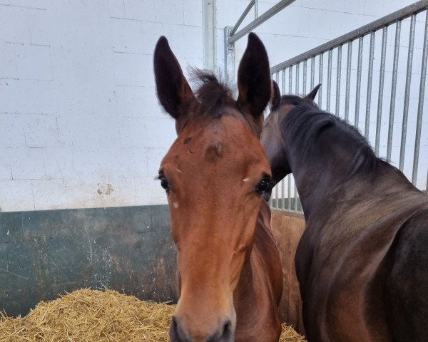 horse Casino Cracker (Westphalian, 2022, from Casino Grande)