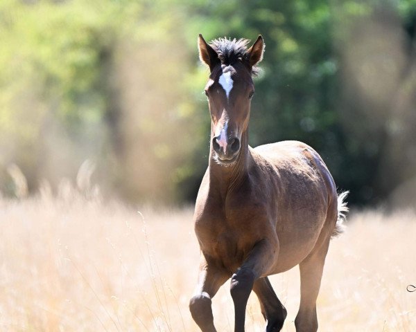 horse Assenmachers Nachtzauber (German Riding Pony, 2022, from FS Next Diamond)