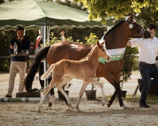 broodmare MRS.Perfect WS (German Riding Pony, 2022, from FS Mr. Right)
