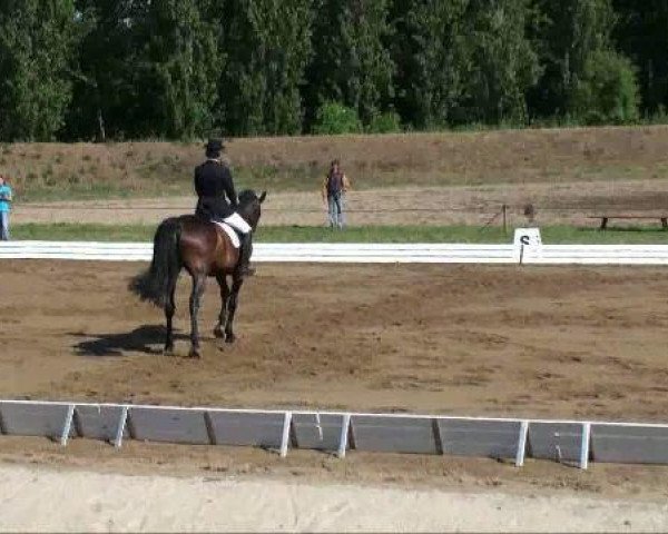 Pferd Doc Ro (Deutsches Sportpferd, 2004, von Doc Martens)