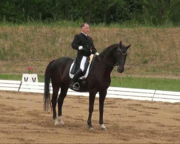 dressage horse Lightness 9 (Hanoverian, 1997, from Lancier)