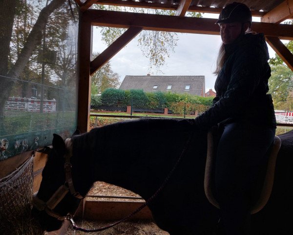 Pferd Aramis (unbekannt, 2017)