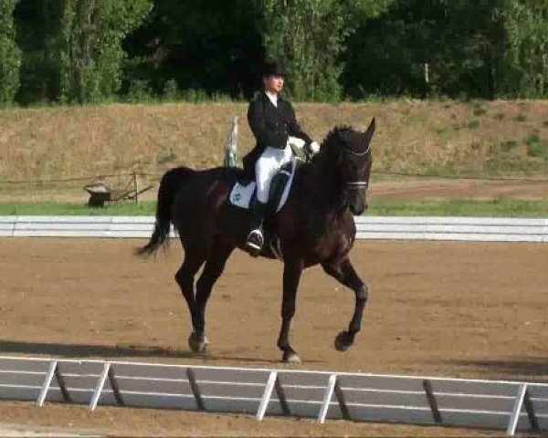 Dressurpferd Ratino 39 (Sachse, 2000, von Rutowski)