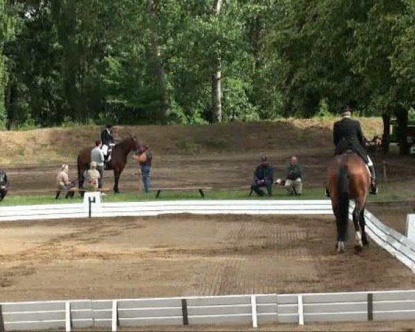 dressage horse Father's Sonday (Hanoverian, 1999, from Fabriano)
