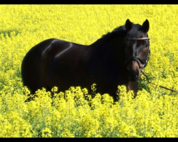 dressage horse Chrysler (Bavarian, 2010, from Christ)