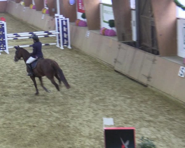 Reitturnier Bad Salzuflen 2022
