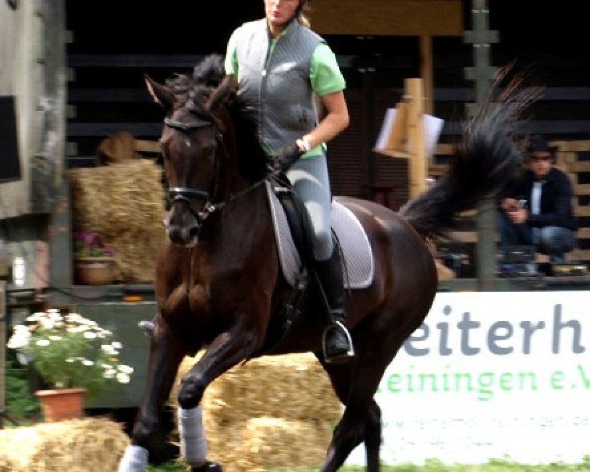 Pferd Touch me (Oldenburger, 2003, von Revan)