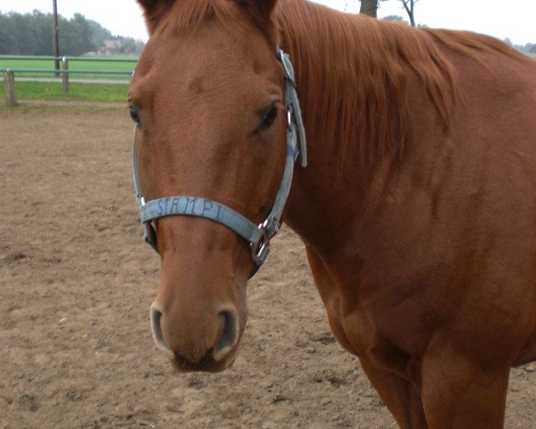 horse Stampi (Quarter Horse, 2000, from Silent Ark) horse Stampi (Quarter Horse, 2000, from Silent Ark)