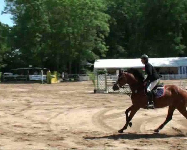 jumper Baileys 60 (Oldenburg, 2003, from Balou du Rouet) jumper Baileys 60 (Oldenburg, 2003, from Balou du Rouet)