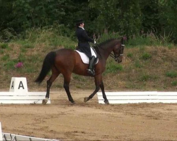 horse Limit 37 (Holsteiner, 1993, from Leonid)