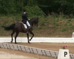 dressage horse Layanna (Hanoverian, 1997, from Laptop)